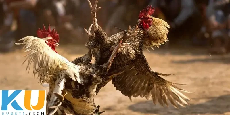 Cá độ đá gà cựa sắt – Chọn chiến kê cho đấu trường sinh tử ca do da ga cua sat