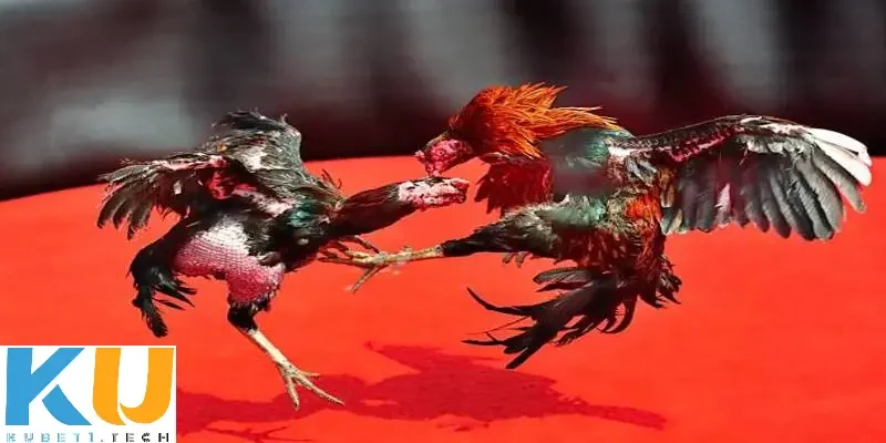 Cách chơi đá gà trên mạng uy tín tại Kubet  Hướng dẫn cách chơi đá gà trên mạng uy tín Kubet