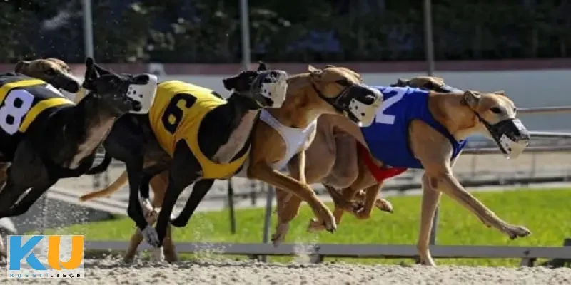 Cách chơi cá cược đua chó và mẹo thắng cho người mới Hướng dẫn đăng ký và đăng nhập tài khoản game cá cược đua chó tại nhà cái