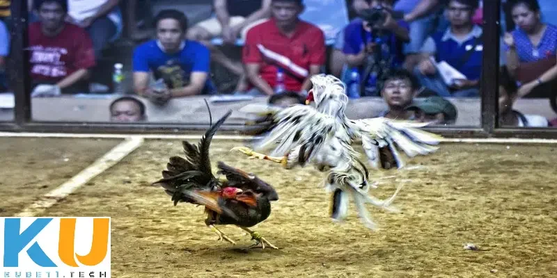 Cách chơi đá gà trên mạng uy tín tại Kubet  Khám phá cách chơi đá gà trên mạng uy tín là gì